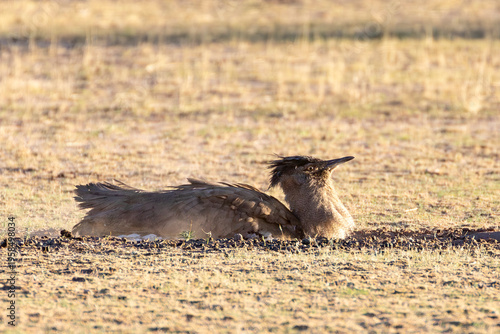 Kori Bustard (Ardeotis kori) dust bathing in the Auob Riverbed Kgalagadi Transfrontier Park, Kalahari, Northern Cape, South Africa