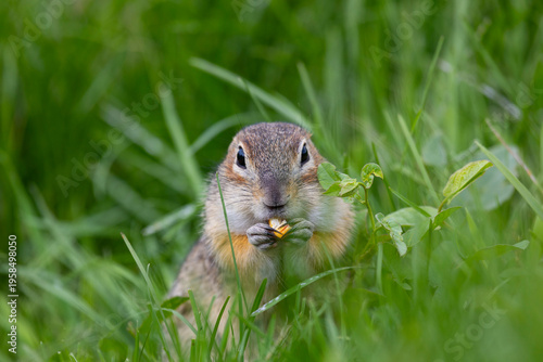 Wallpaper Mural Speckled ground squirrel animal standing in the grass close up Torontodigital.ca