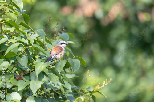 Wallpaper Mural Red-backed shrike sits on a tree branch Torontodigital.ca