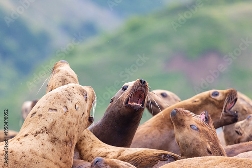 Wallpaper Mural Steller sea lion's rookery. Nevelsk, Sahalinskaya Oblast, Russia Torontodigital.ca