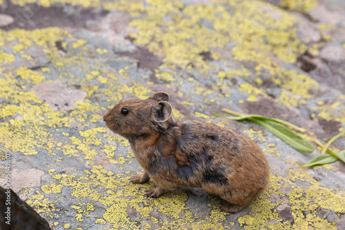 Wallpaper Mural A pika sits on a large rock. Close-up. Altai Torontodigital.ca
