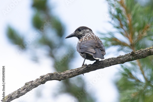 Spotted nutcracker sitting on a tree branch