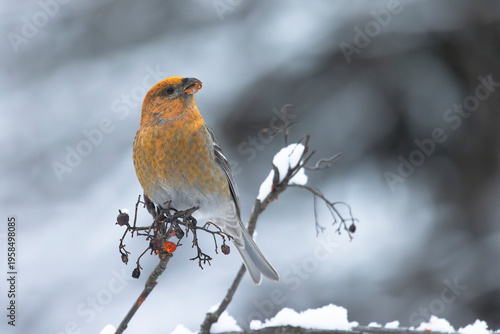 Wallpaper Mural Close-up of a pine grosbeak in winter Torontodigital.ca