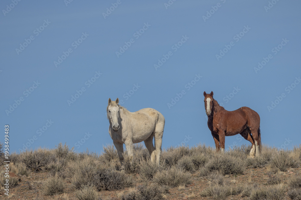 Fototapeta premium Wild Horses Near Challis Idaho in Springtime