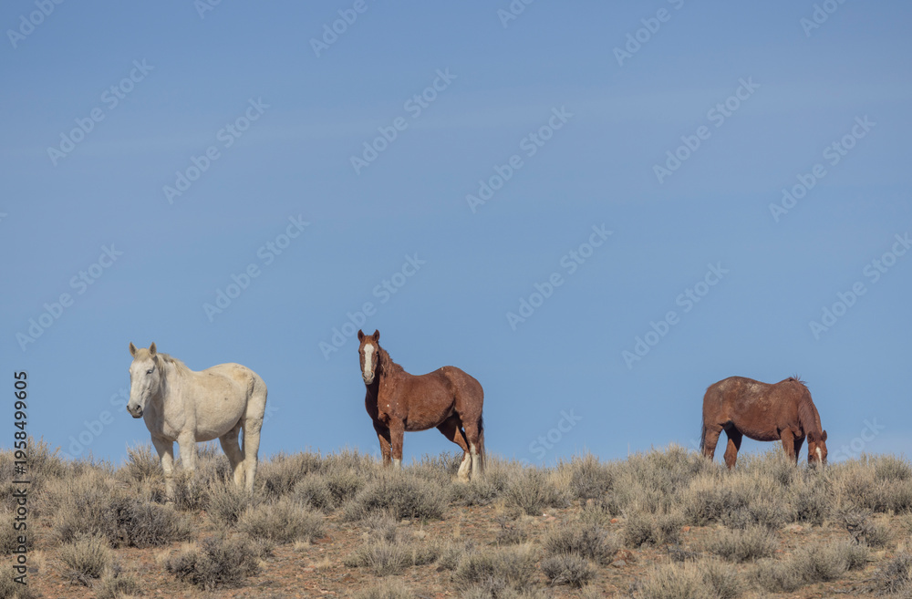 Fototapeta premium Wild Horses Near Challis Idaho in Springtime
