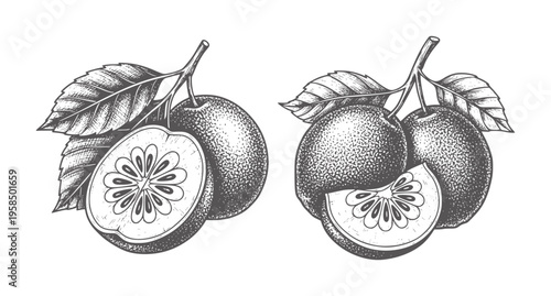 Black and white of whole and sliced pomelo fruits with leaves citrus stems