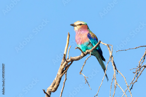 Lilac-breasted Roller (Coracias caudatus) at sunset Kgalagadi Transfrontier Park, Kalahari, Northern Cape, South Africa