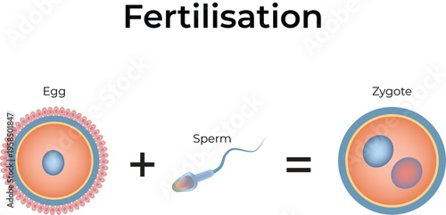 Human Fertilisation Process Diagram Vector Illustration