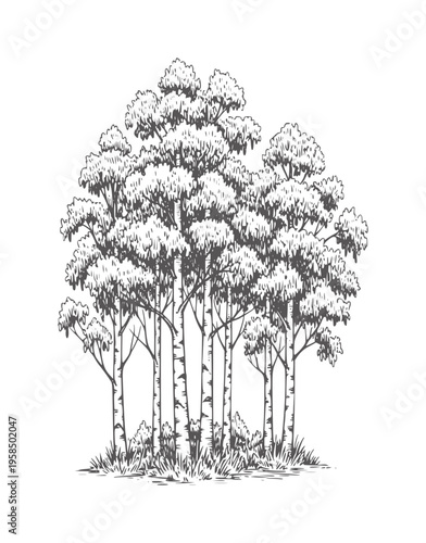 Dense birch forest with black and white line trees branches