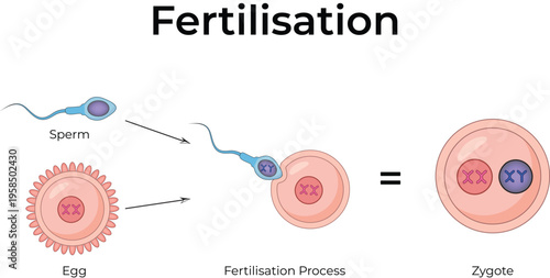 Human Fertilisation Process Diagram Vector Illustration