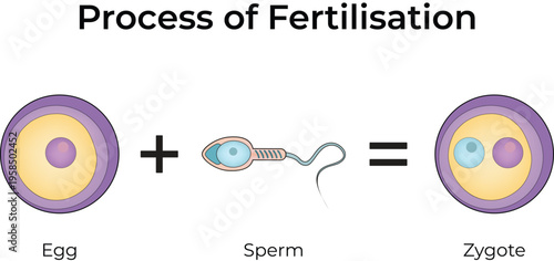 Human Fertilisation Process Diagram Vector Illustration