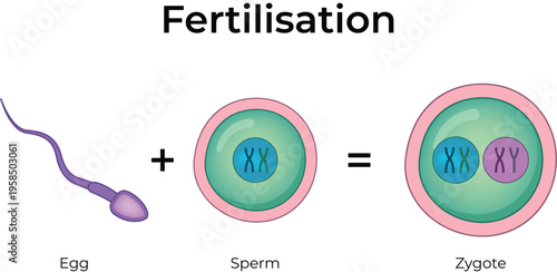 Human Fertilisation Process Diagram Vector Illustration
