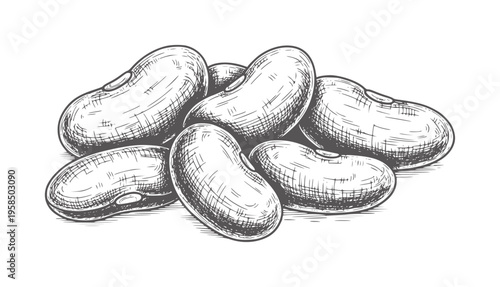 Hand drawn of kidney beans pile white food ingredient