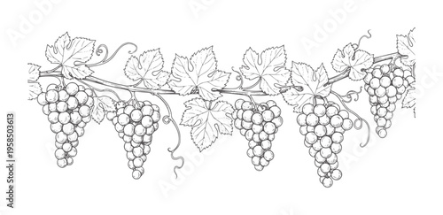 Hand drawn vine with clusters of grapes and leaves border leaf fruit food