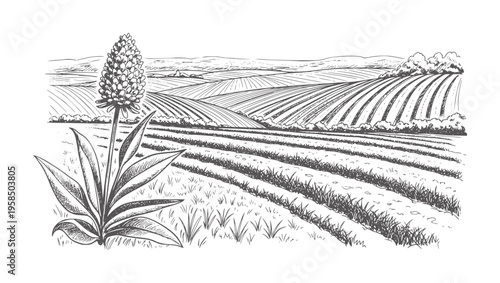 Ink of a flowering plant in a cultivated field landscape