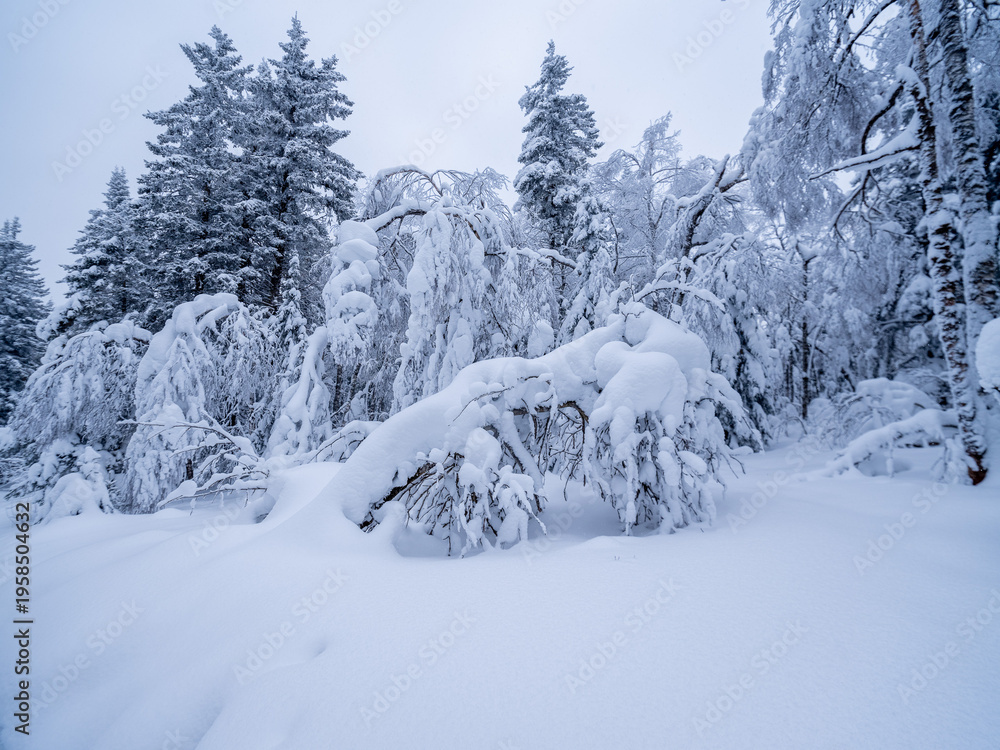 Fototapeta premium snow covered trees