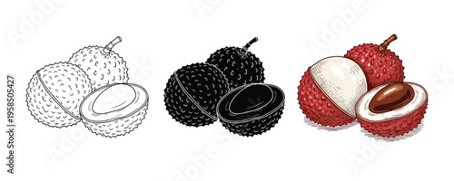 Lychee fruit vector set. Hand drawn exotic fruit. Ripe fruit with peeled flesh