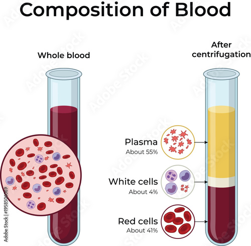 Composition of Blood Infographic Design