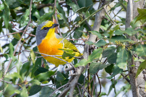 Orange-breasted Bushshrike (Chlorophoneus sulfureopectus similis) aka Sulphur-breasted Bushshrike perched in bush, Mpumalanga, South Africa
