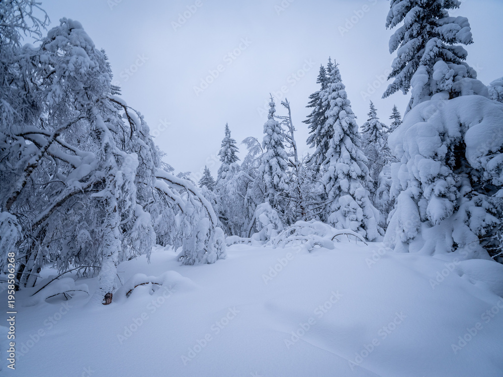 Obraz premium snow covered trees