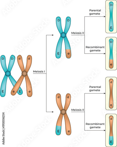 Genetic Recombination and Crossing Over During Meiosis Diagram