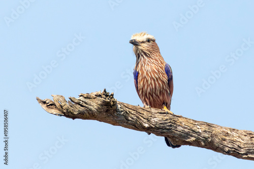 Purple Roller (Coracias naevius) perched on tree branch Kruger National Park, Limpopo, South Africa