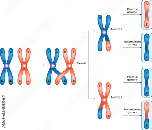 Meiosis and Genetic Recombination Design