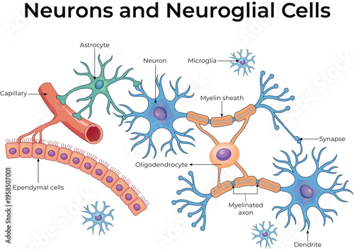Neurons and Neuroglial Cells Diagram