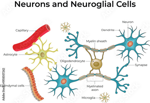 Neurons and Neuroglial Cells Design
