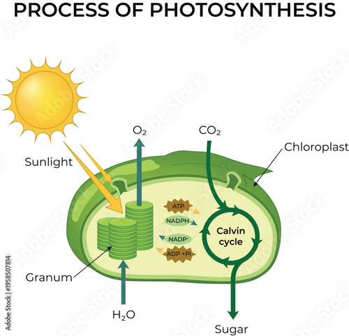 Process of Photosynthesis Anatomy Diagram Vector Illustration