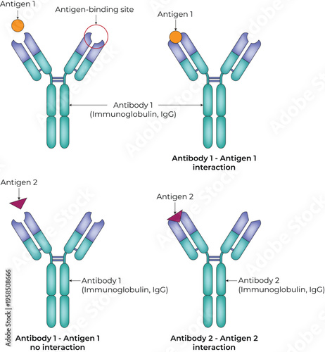 Antibody Antigen Interaction and Specificity Diagram Design