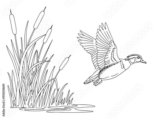 Flying wild duck and lake reeds continuous line drawing, bird in wetlands nature scenery one line art minimalist waterfowl vector illustration