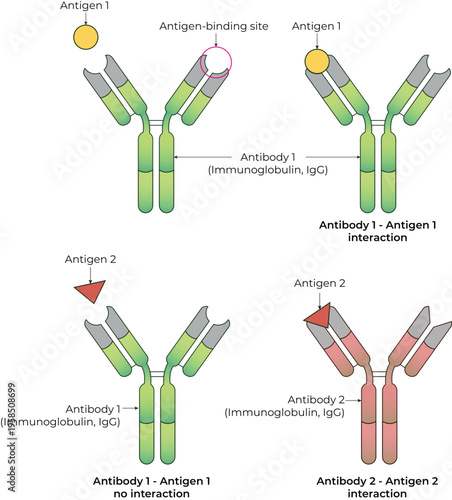 Antibody Antigen Specificity Diagram Design