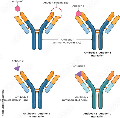 Antibody Antigen Interaction Specificity Diagram
