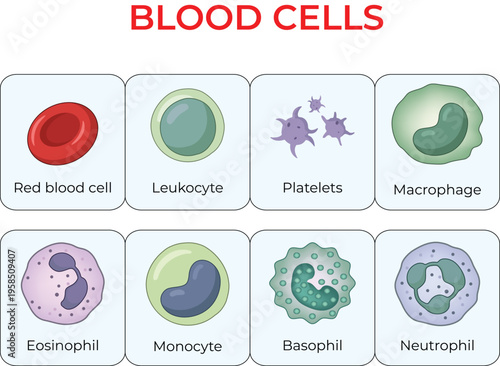 Human Blood Cells Diagram Illustration