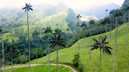 Aerial pan over Valle de Cocora revealing tall wax palms, a winding dirt path and grazing cattle on green rolling hills beneath mist-shrouded mountain ridges.