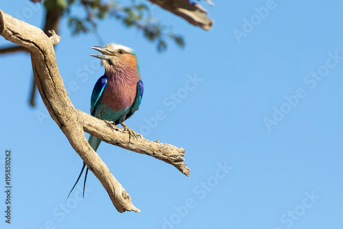 Lilac-breasted Roller (Coracias caudatus) Kgalagadi Transfrontier Park, Kalahari, Northern Cape, South Africa
