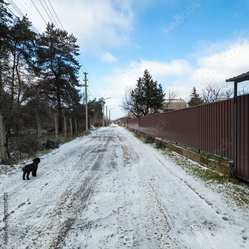 A small black curly dog stands on a snowy rural village road, lined with pine trees, metal fences,