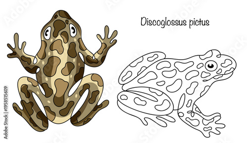 Discoglossus pictus