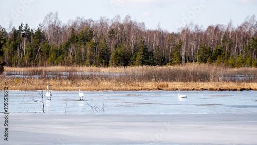 spring landscape with white swans on a frozen swamp lake, the ice has not melted, but migratory birds have already flown