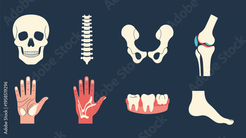 Comprehensive collection of human bone anatomy illustrations including the skull spine pelvis knee foot and teeth.