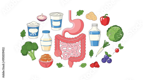Anatomical illustration of the human digestive system surrounded by various healthy food items and dairy.