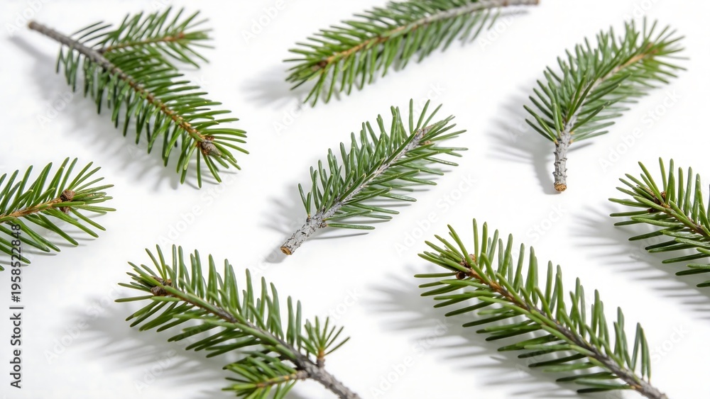 Obraz premium Green pine branches on white background