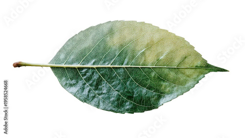 Single green leaf macro detailed veins texture natural foliage botanical element fresh plant isolated on white background