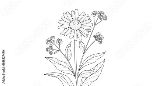 Detailed black line drawing of a daisy-like flower with several buds and leaves on a clean white background for botanical studies.