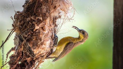 Female Sunbird feeding Chicks