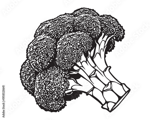 Broccoli Head Close-up vector Stencil art