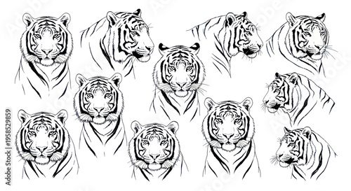 Collection of Tiger Head Illustrations, Black and White Sketch Style
