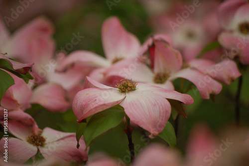 Fotografie Pink Dogwood Flower Blossom with Soft Background