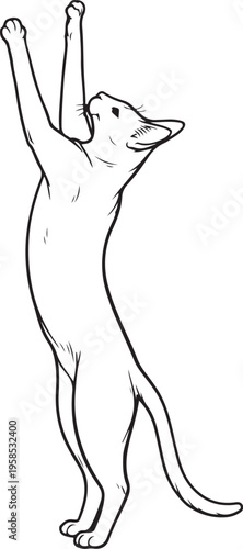 Havana Brown cat reaching up line art black and white feline standing pose vector illustration